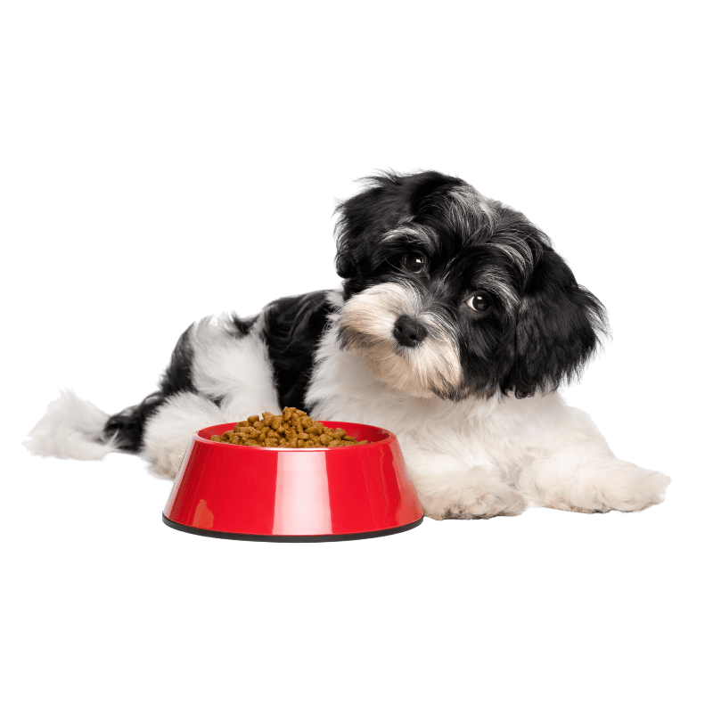 black white puppy with food bowl