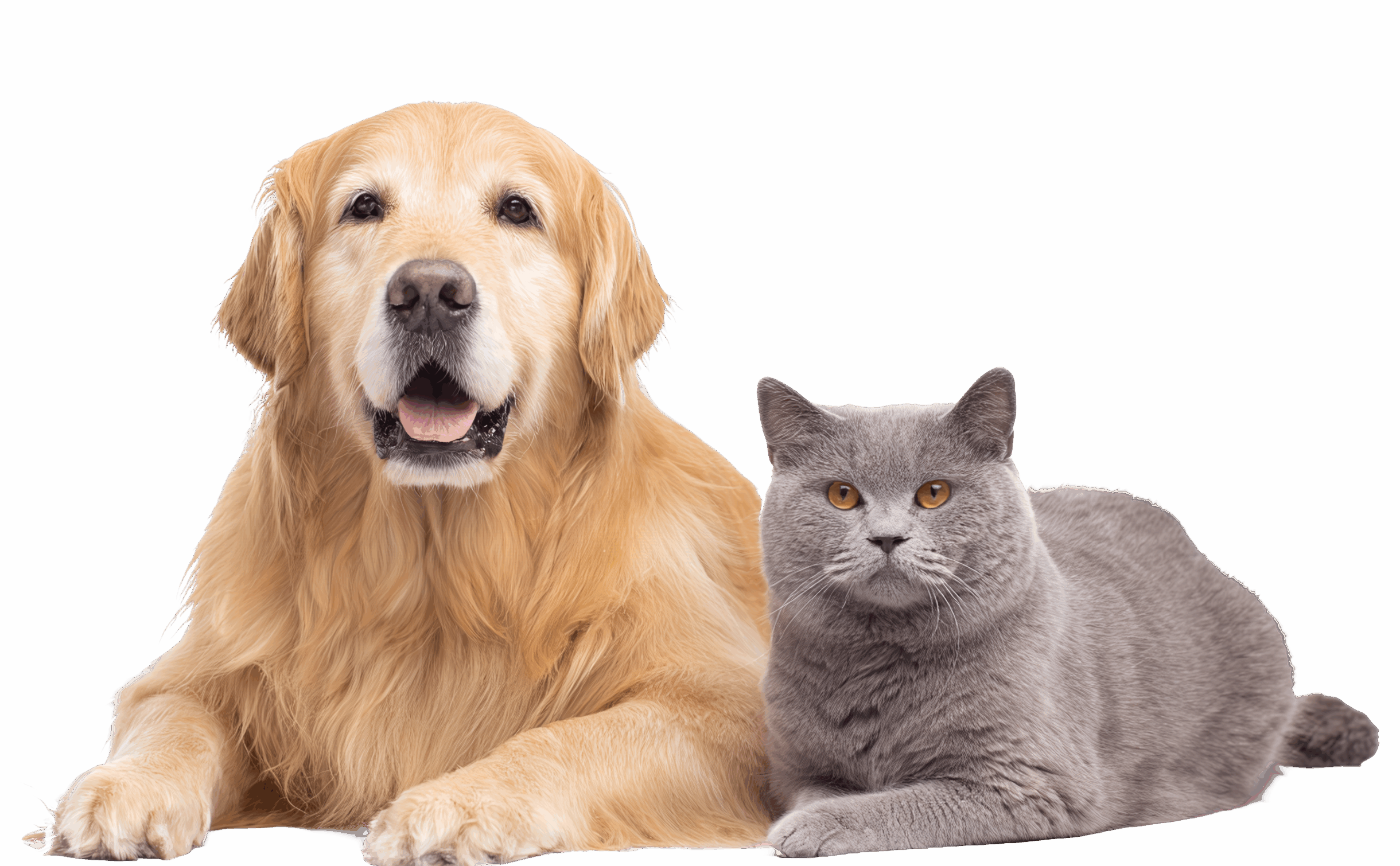 companion pet surrender dog cat