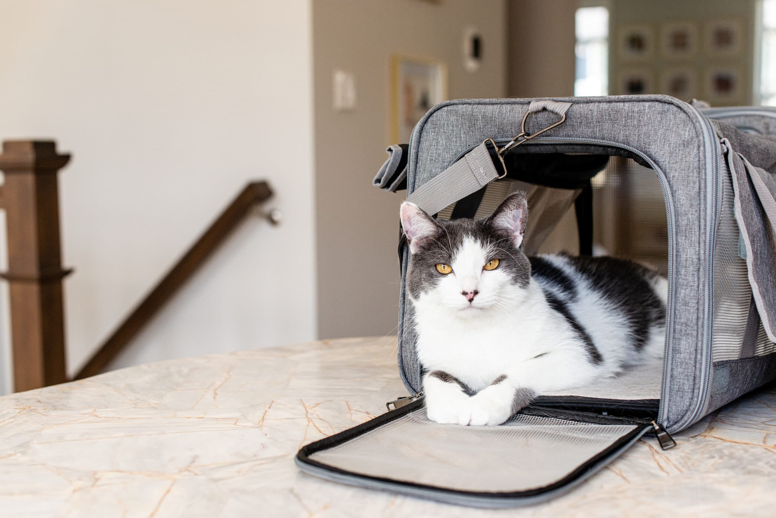 gray white cat in travel carrier