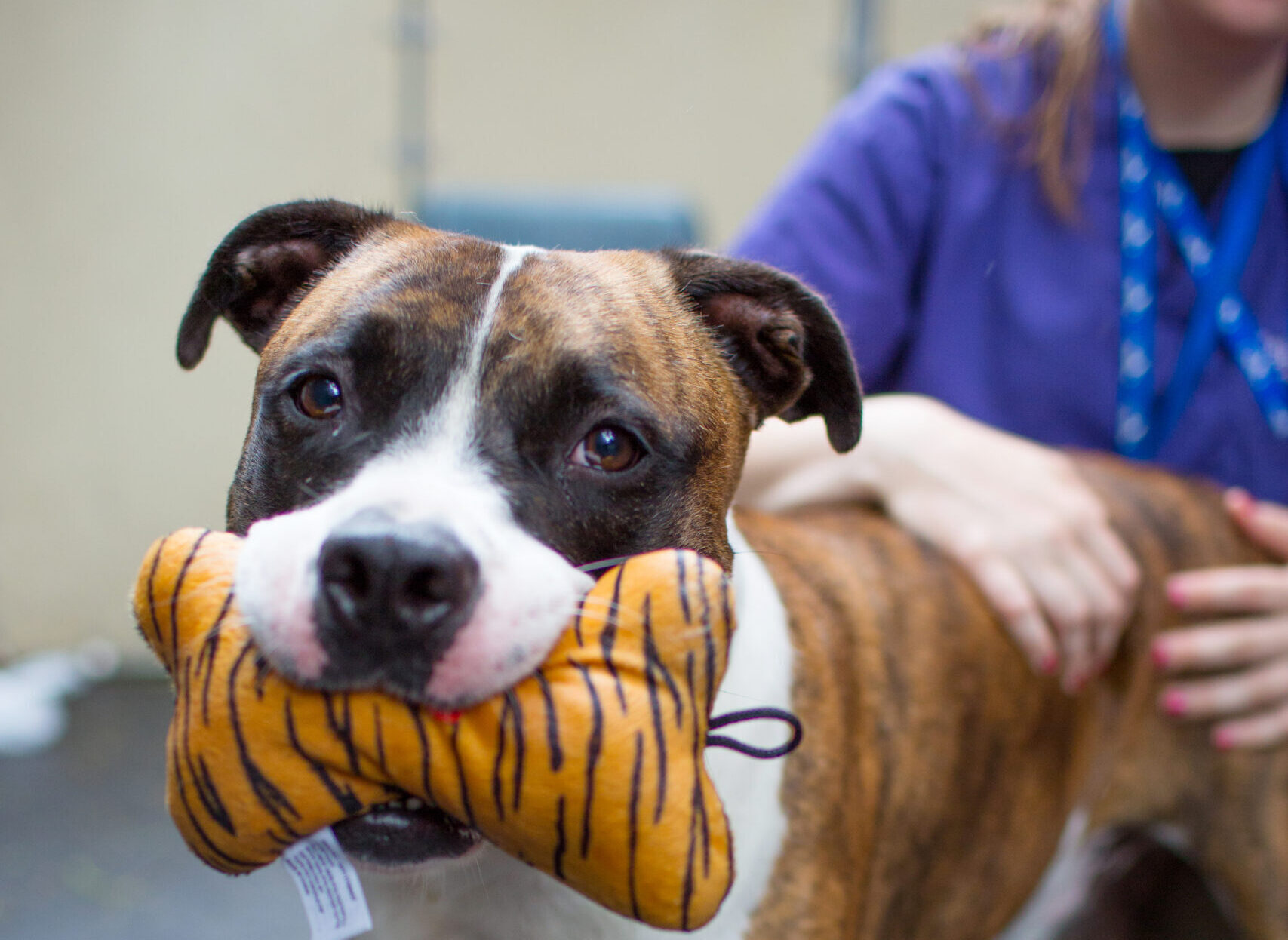 microchip clinics before you arrive dog with toy and handler