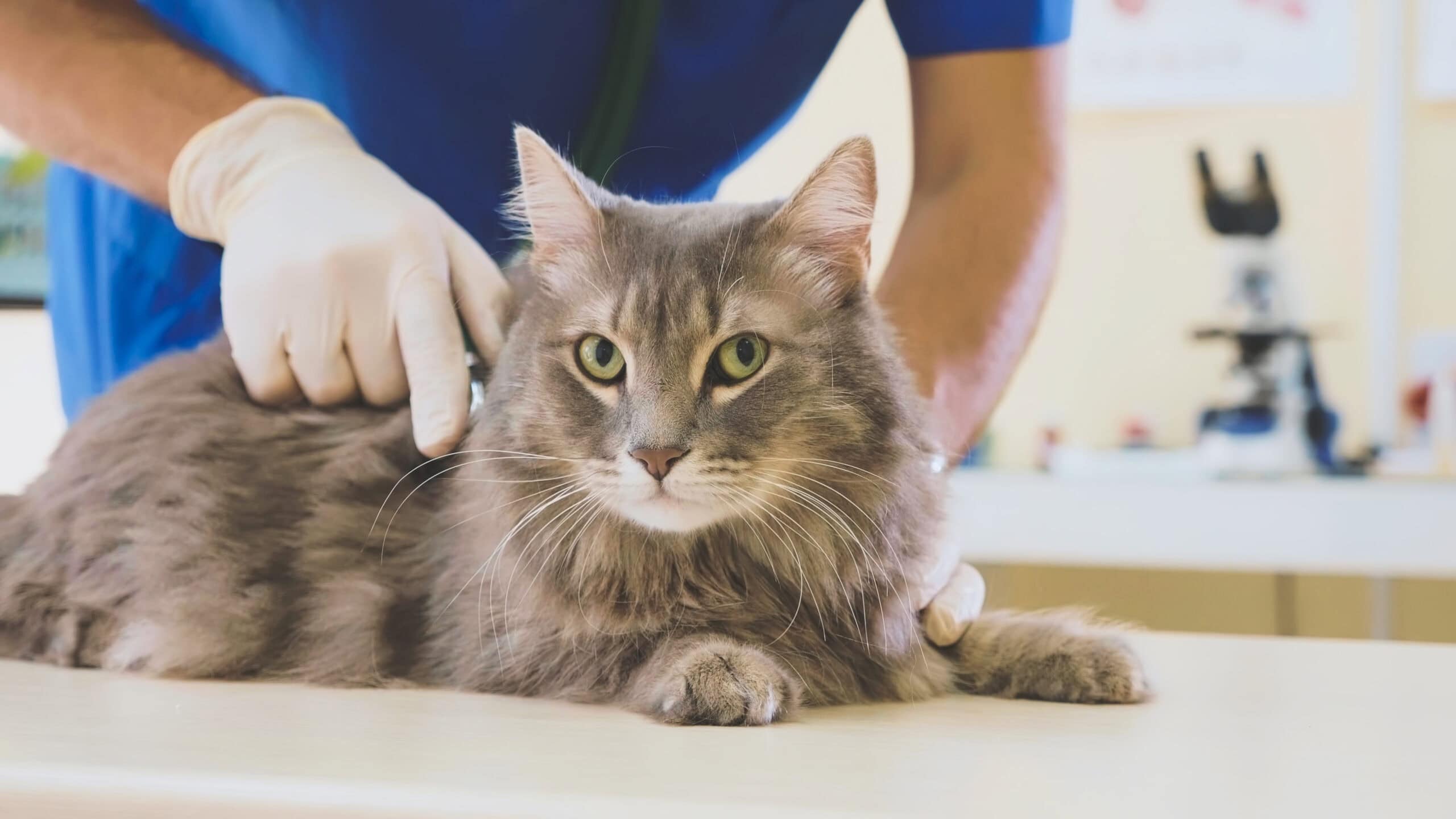 Portrait of a grey cat at veterinary clinic.
