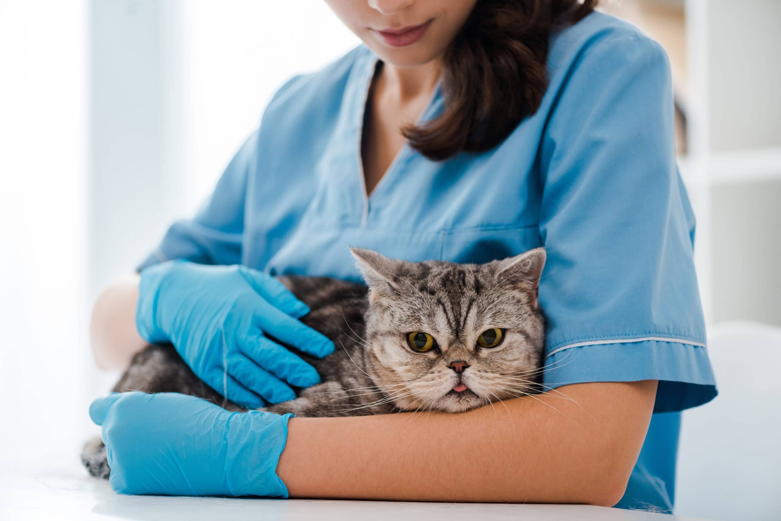 cropped view of young veterinarian examining tabby scottish straight cat