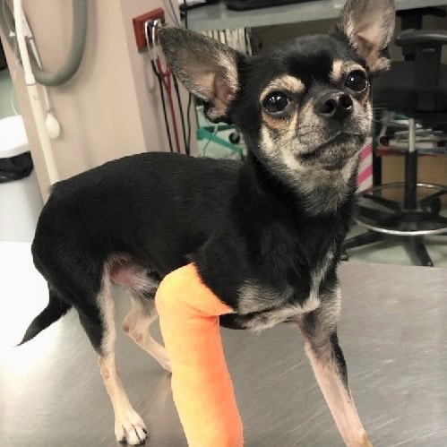 Dog with a broken leg