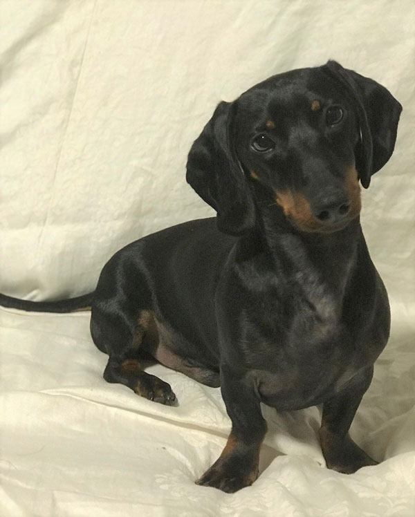 One of the pets recently neutered at Bronte Road Animal Hospital.