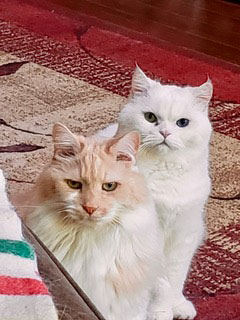 - Michael and Corine