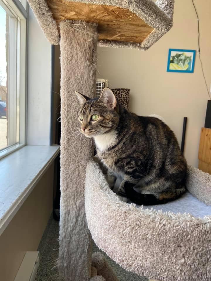 - 9 Tips To Reduce Your Pet's 'Separation Anxiety' When You Return To Work