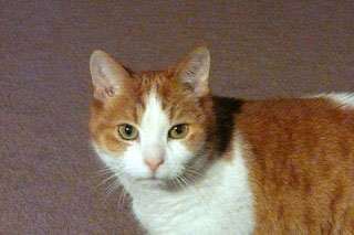 - Michael and Corine