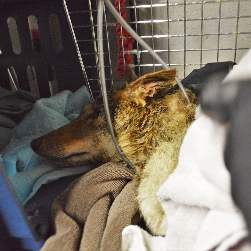 Coyote with bucket removed - Coyote rescue update