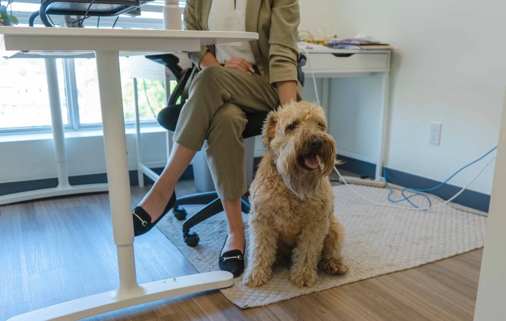 Pawsome productivity: Pets at work - Pawsome productivity: Pets at work