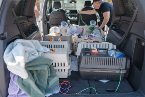 OMHS Holds Spay/Neuter Clinic Thanks to Virox Technologies - OMHS Holds Spay/Neuter Clinic Thanks to Virox Technologies