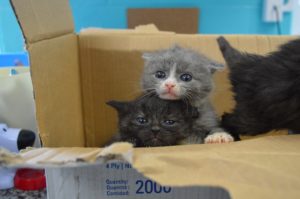 FULL HOUSE - FULL HOUSE