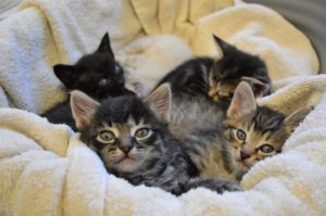 FULL HOUSE - FULL HOUSE