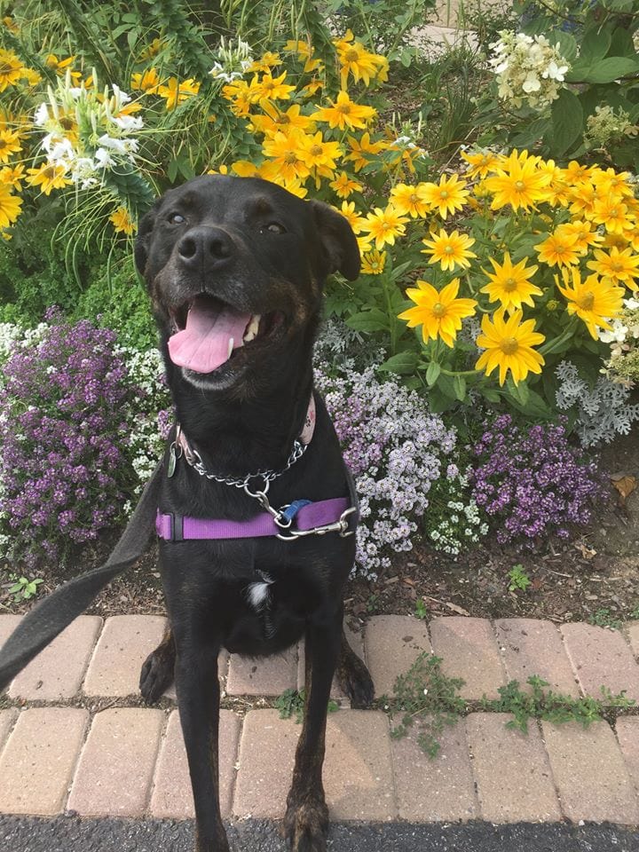 - Relive Daffodil's Amazing Journey by Playing Mission Pawsible: Homeward Bound!