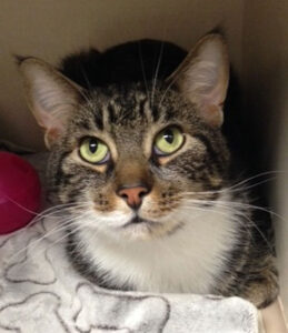 Veterinarian Spotlight: Fourth Line Animal Hospital - Veterinarian Spotlight: Fourth Line Animal Hospital