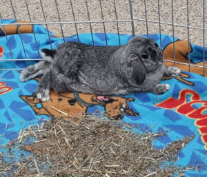 Veterinarian Spotlight: Fourth Line Animal Hospital - Veterinarian Spotlight: Fourth Line Animal Hospital