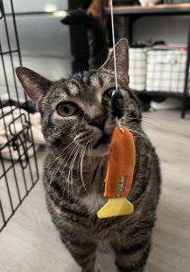 Cat Enrichment: Why it’s important and how you can enhance your feline’s life - Cat Enrichment: Why it’s important and how you can enhance your feline’s life