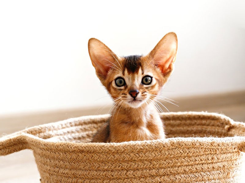 Kitten in a basket Kitten in a basket