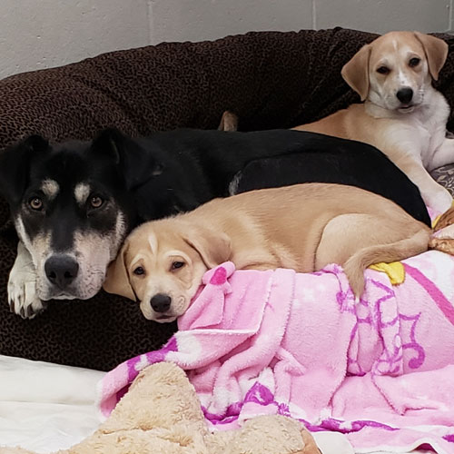 Lita and 2 of her puppies. Lita had some birthing complications requiring an emergency visit in the middle of the night Boxing Day 2021. She gave birth to her litter of 10 puppies there!