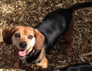 Veterinary Spotlight: Oakville Animal Clinic - Veterinary Spotlight: Oakville Animal Clinic