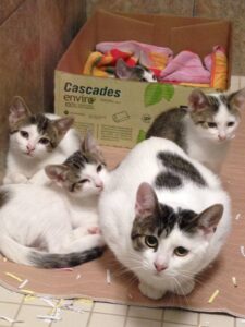 A group of playful cats lounging inside and around a cardboard box filled with colorful blankets and toys.