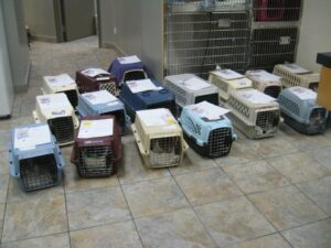 Multiple pet carriers in various colors arranged on a tiled floor, likely for animal transport or rescue purposes.