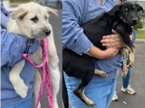 Screen Shot 2020 11 09 at 11.54.38 300x222 A Long Journey to Find Their Forever Home - A Long Journey to Find Their Forever Home