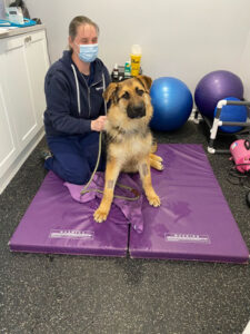 VETERINARIAN SPOTLIGHT: OMHS PARTNERS WITH TWO NEW CLINICS - VETERINARIAN SPOTLIGHT: OMHS PARTNERS WITH TWO NEW CLINICS