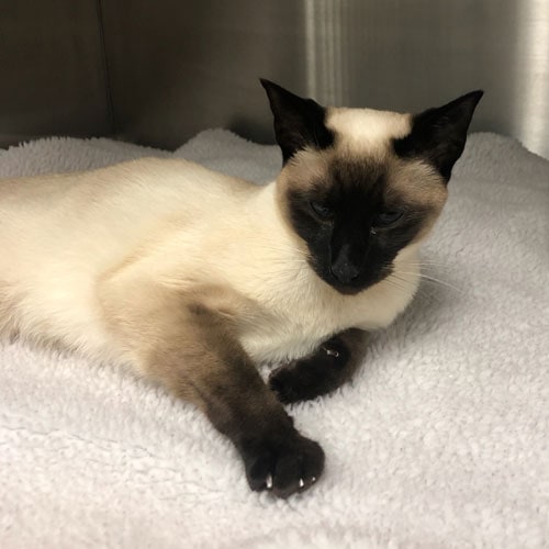 Zara had surgery to remove a foreign body