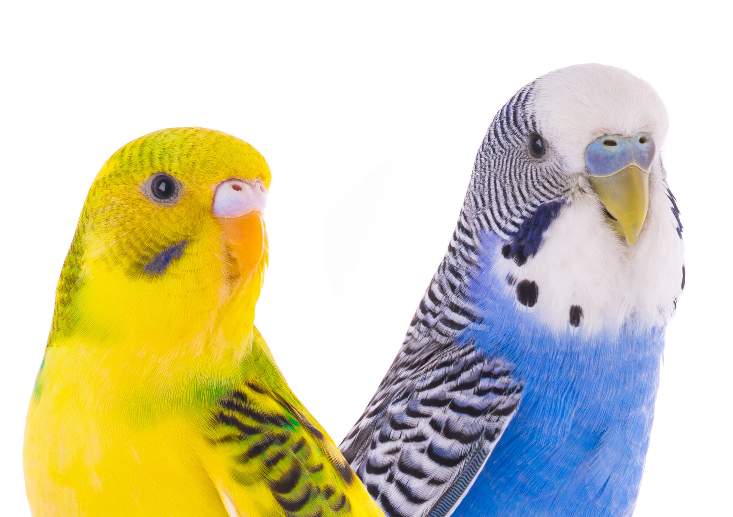 Australian budgerigar isolated on a white background