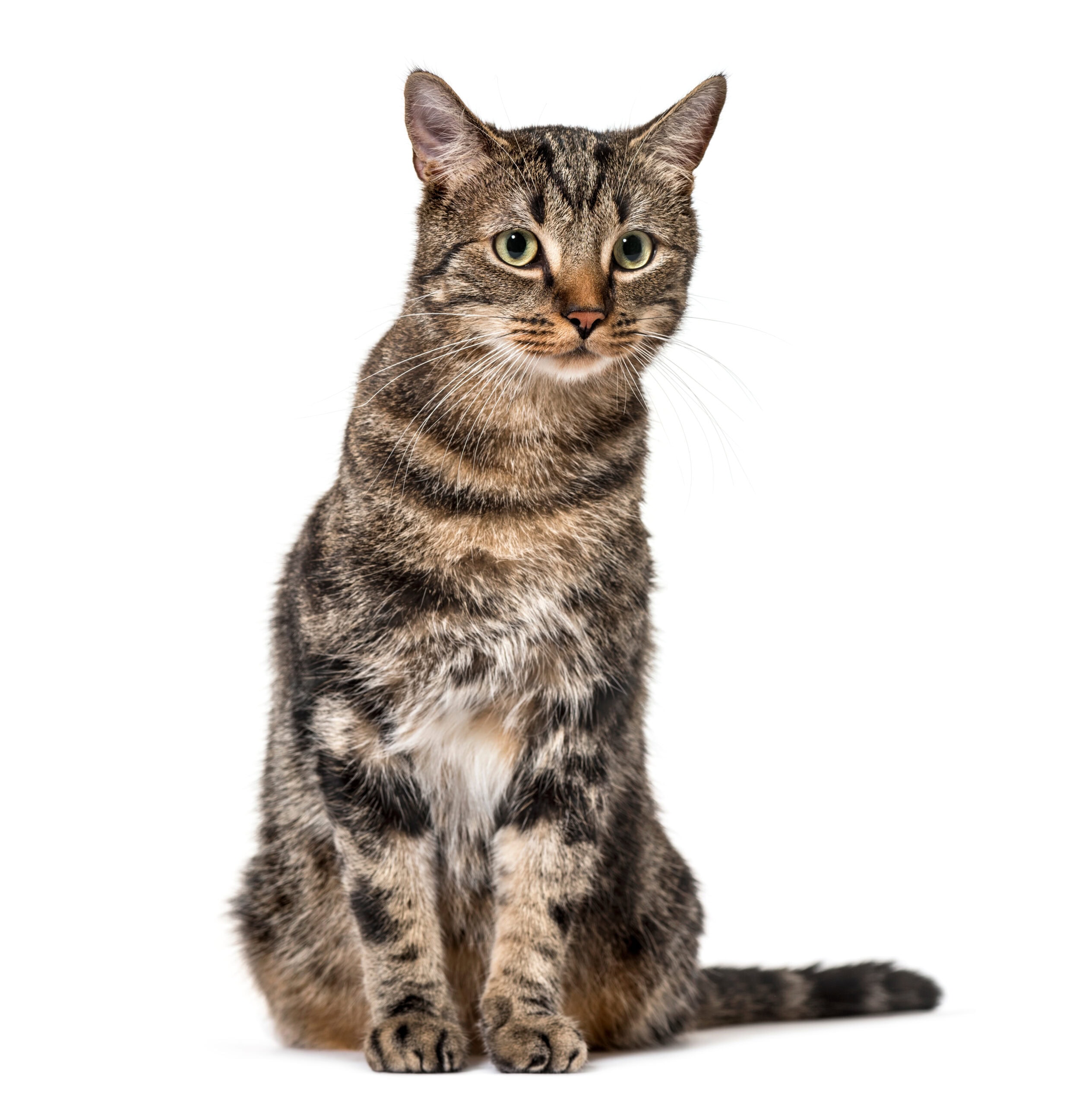 adopt tabby cat
