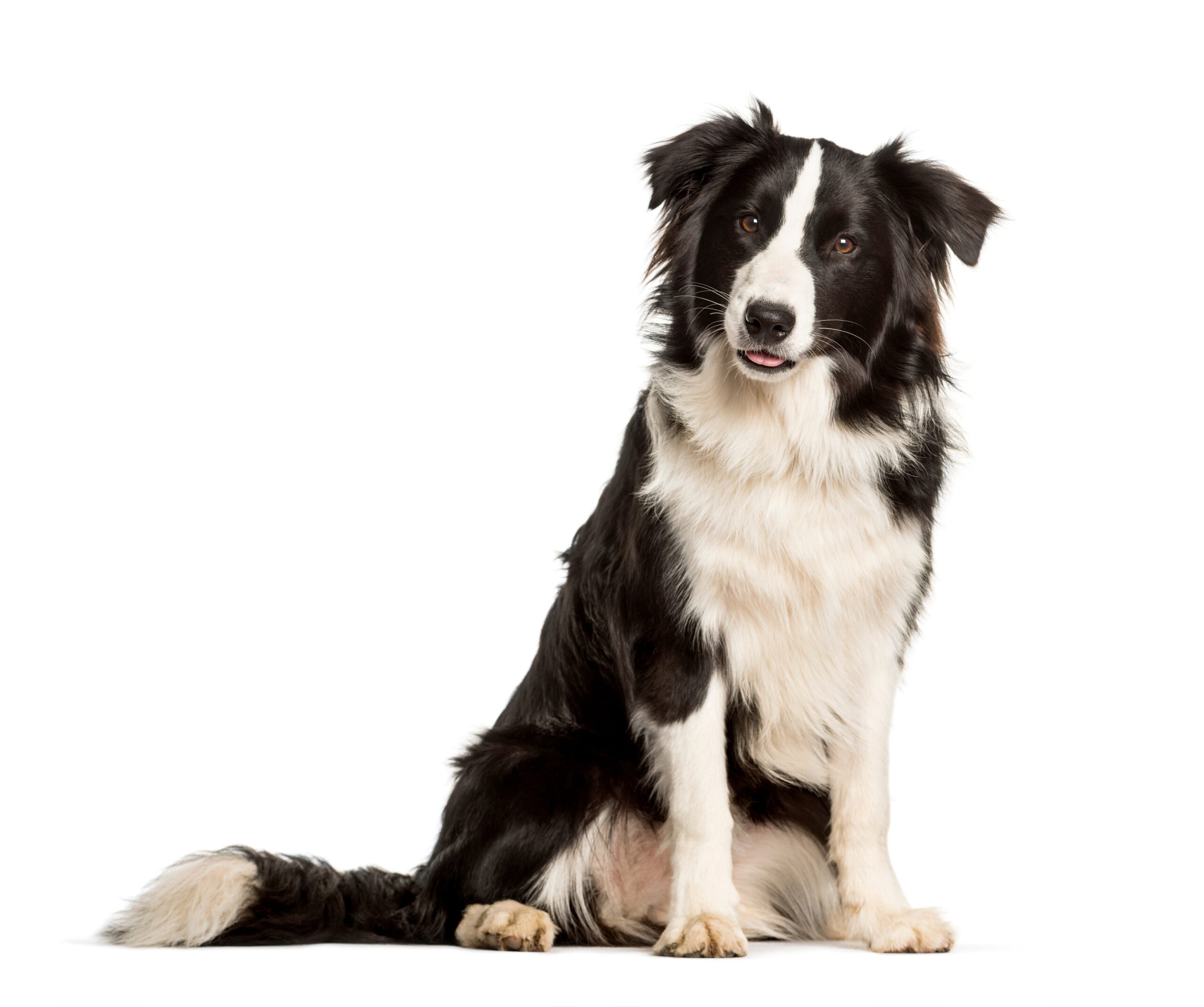border collie dog sitting