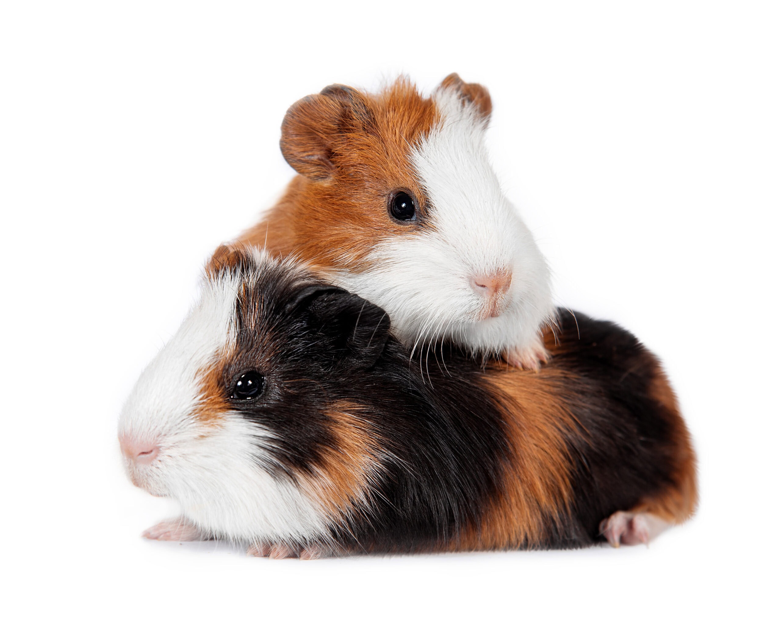 Two lovely guinea pig babies isolated on white background