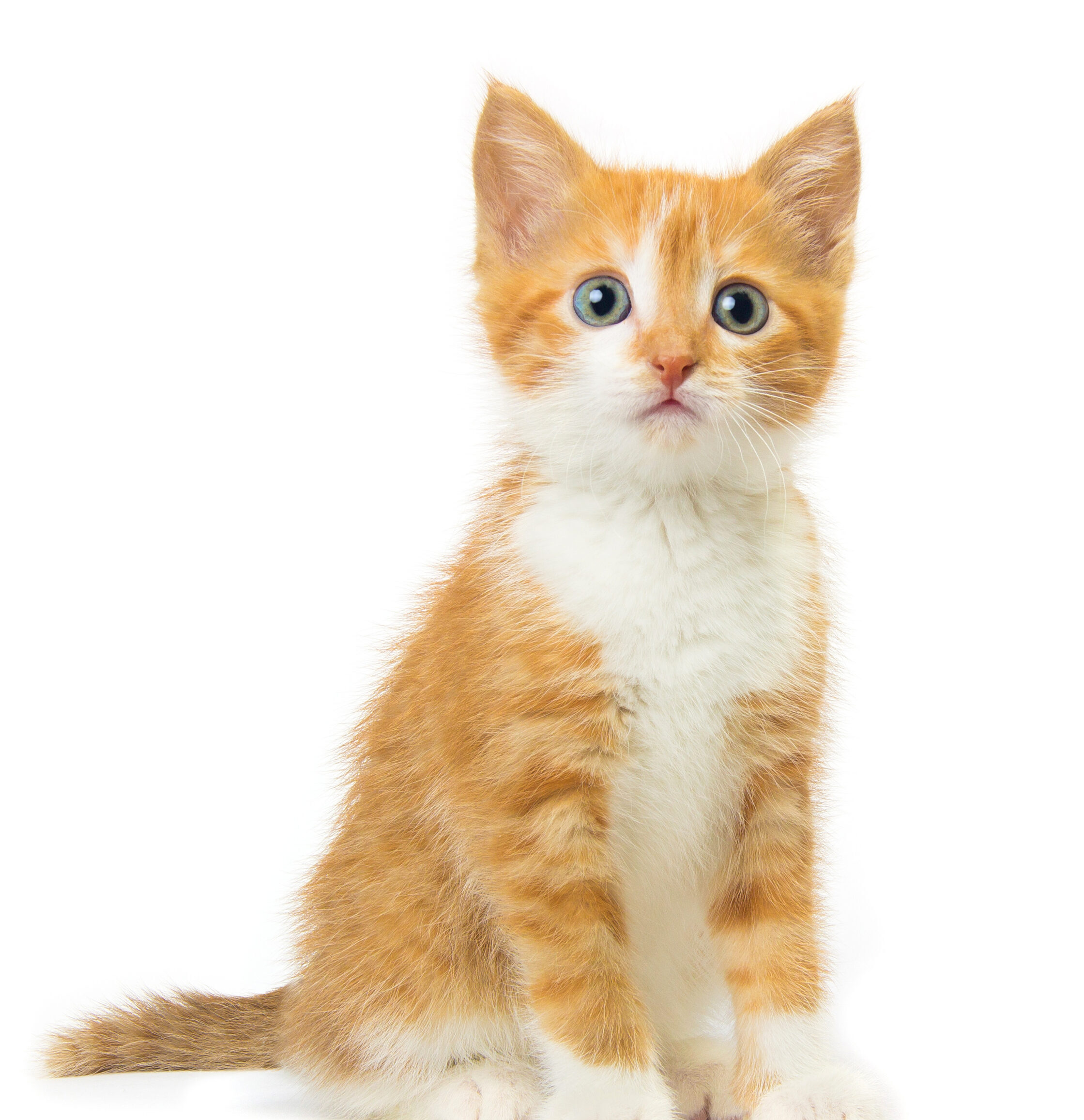 Ginger kitten on white background