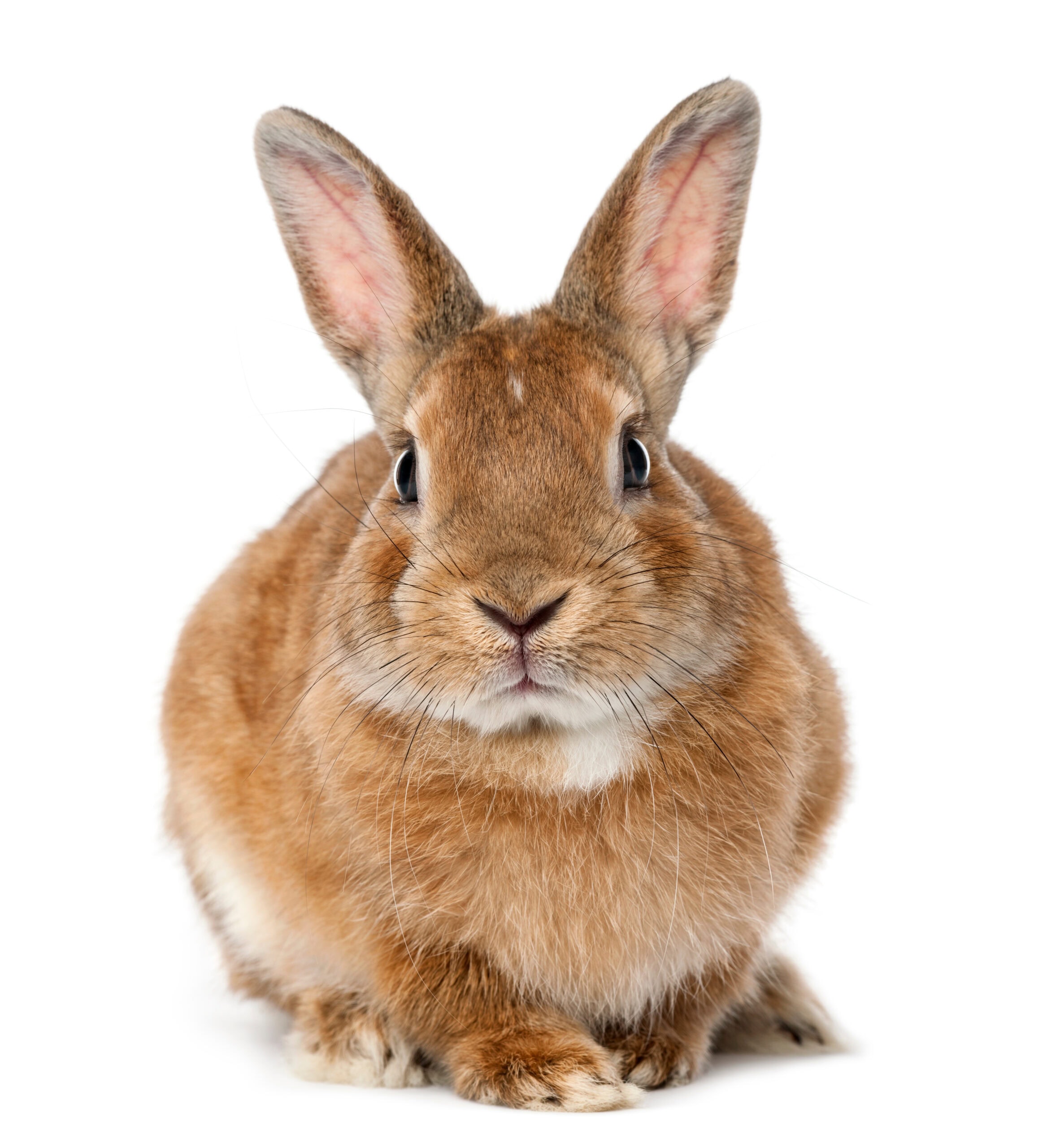 Rabbit lying against white background