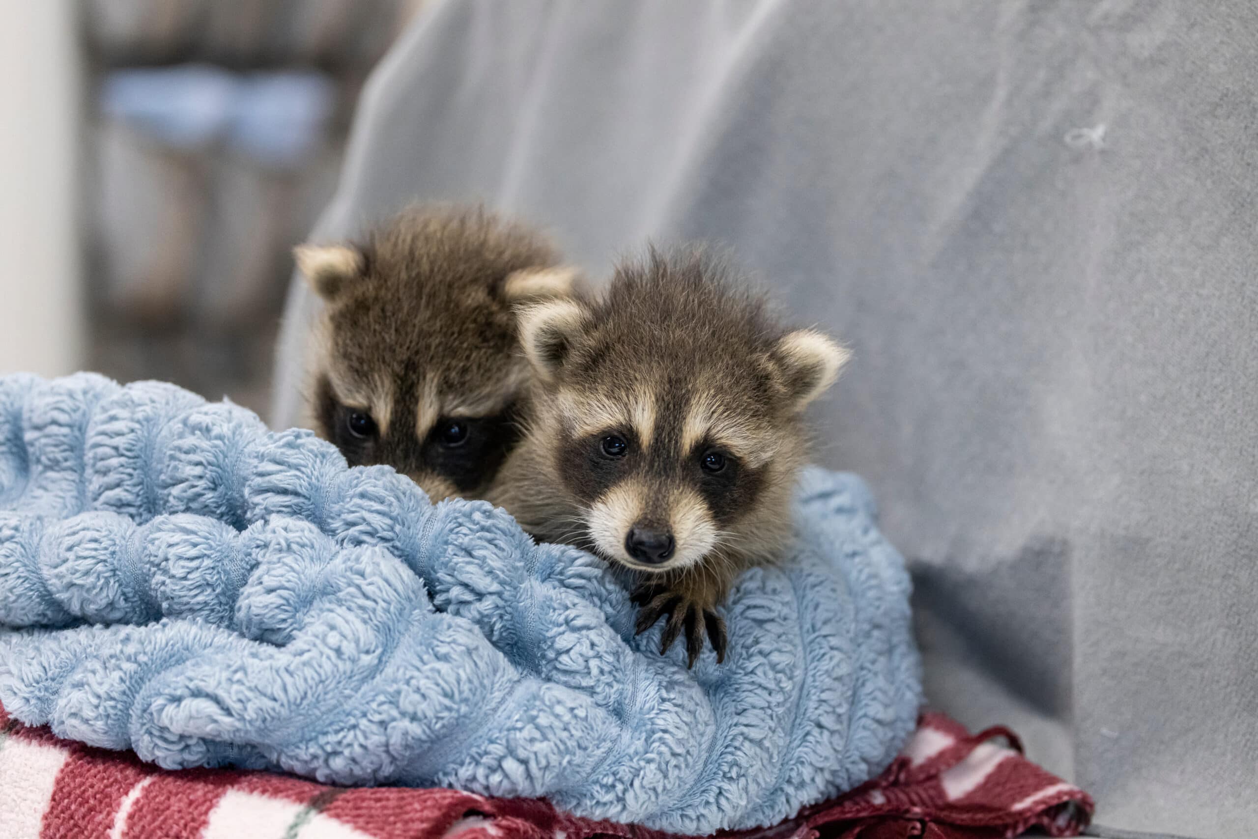 After hours animal control
