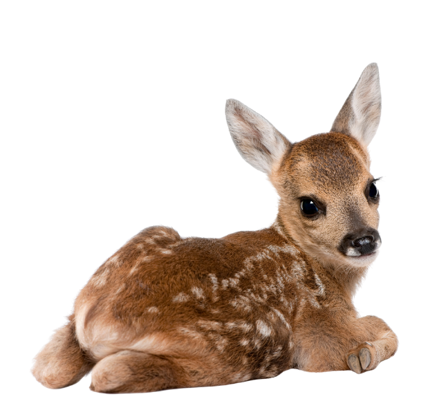 baby deer laying down