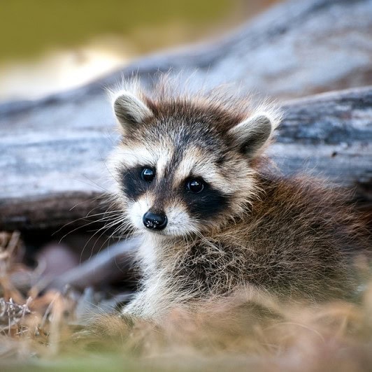 Puppy running outdoors