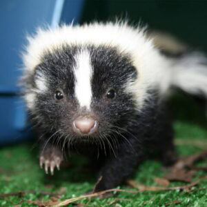 Baby skunk