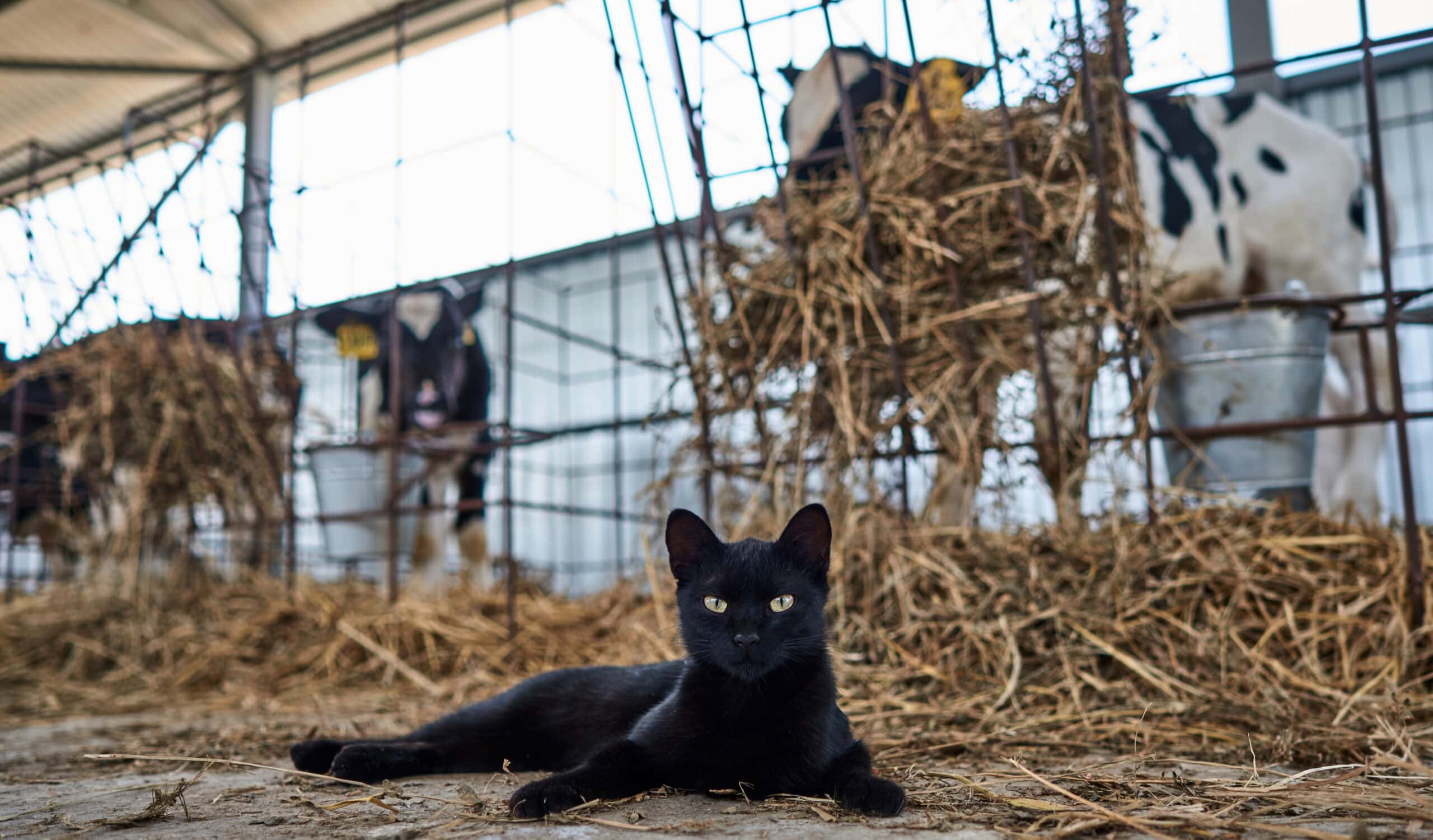 cat near calves on the farm