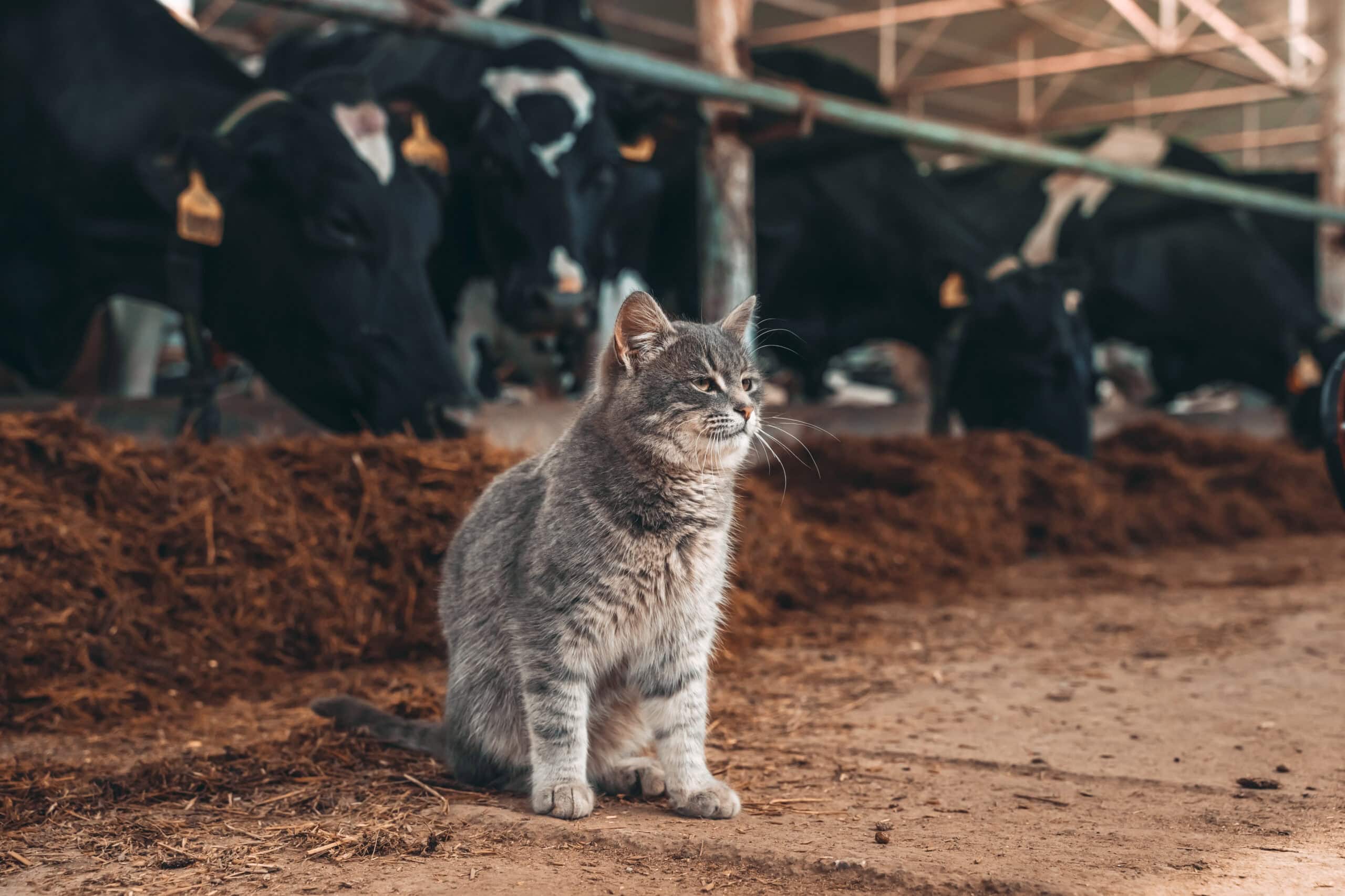 A big gray cat hanging out with some cows in a barn.