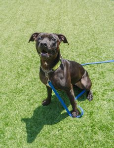 OMHS Pit Bull Heads West After 257 Days in Shelter - OMHS Pit Bull Heads West After 257 Days in Shelter