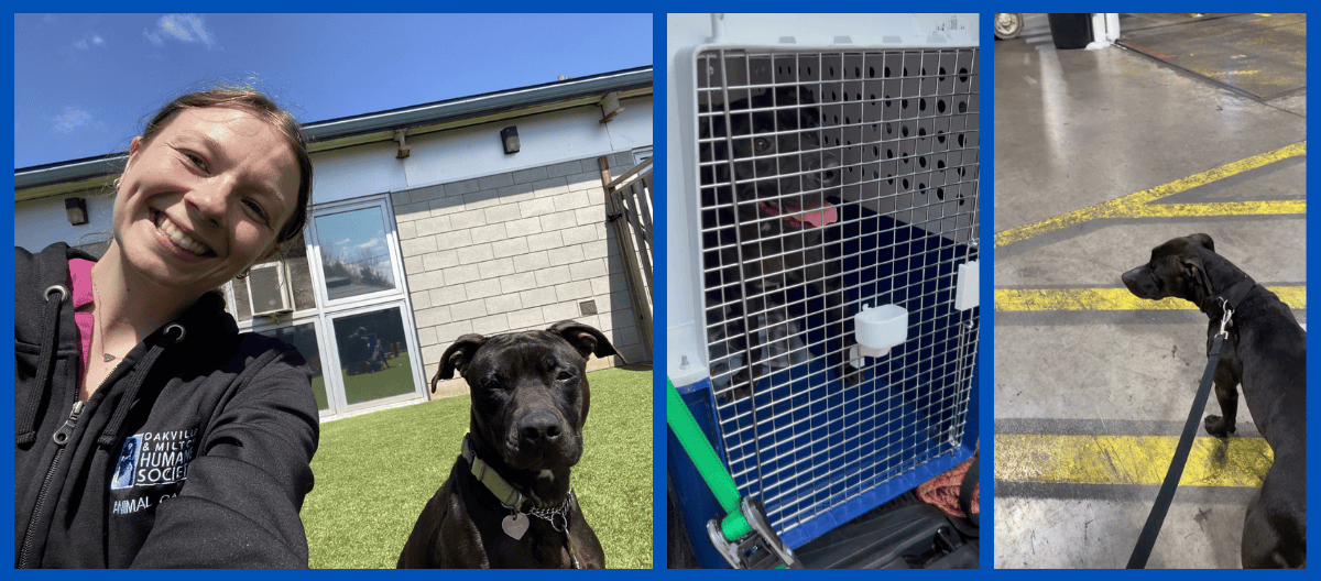 - OMHS Pit Bull Heads West After 257 Days in Shelter