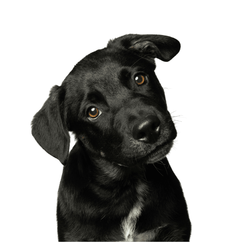 black dog head tilt studio portrait