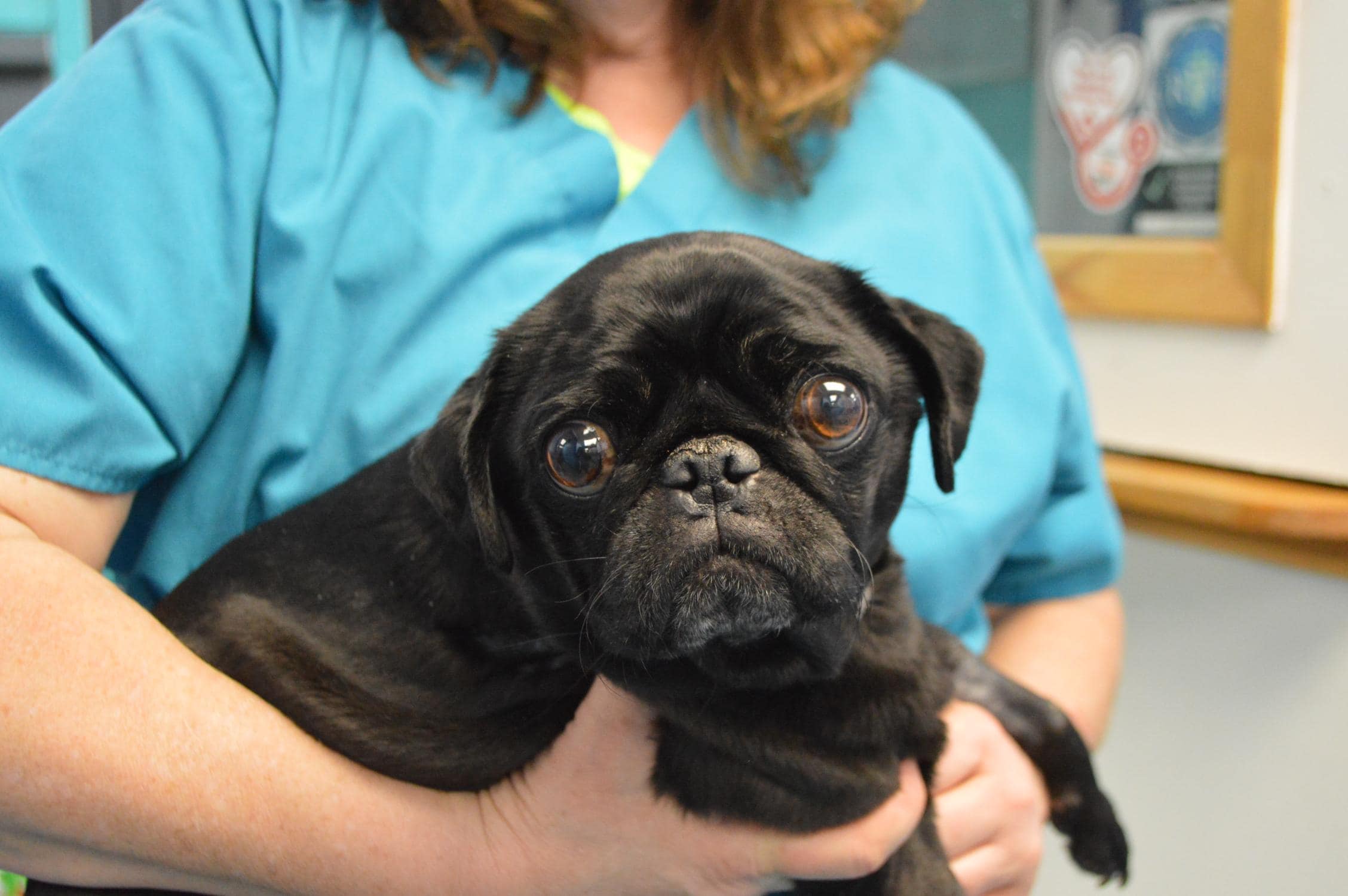 Black pug in vet arms