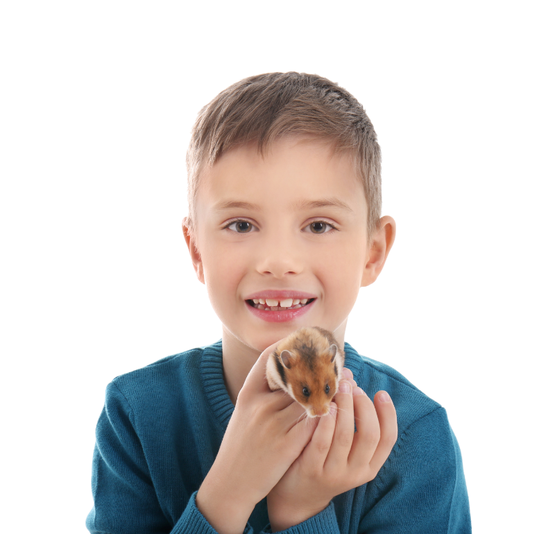 boy holding hamster closeup