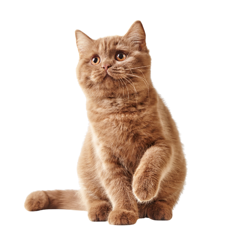 brown fluffy cat studio portrait