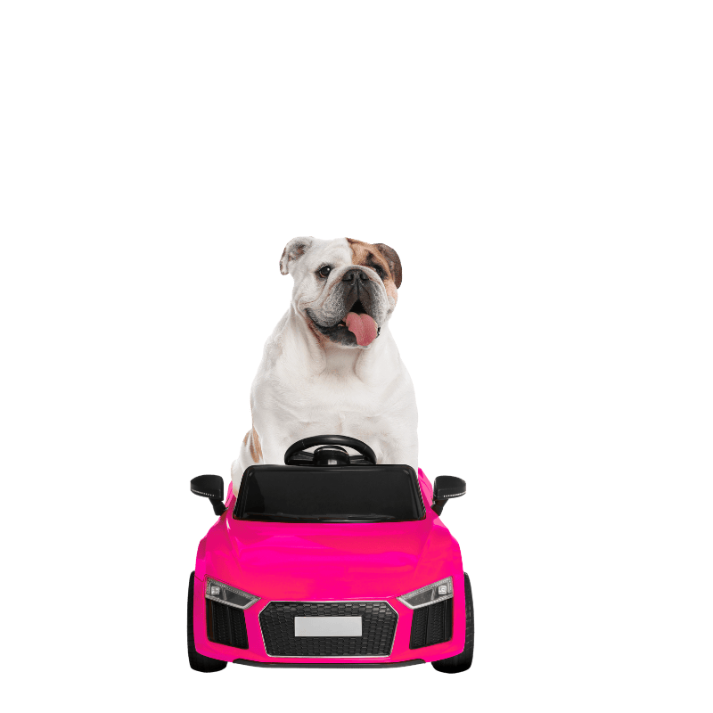 bulldog driving pink car