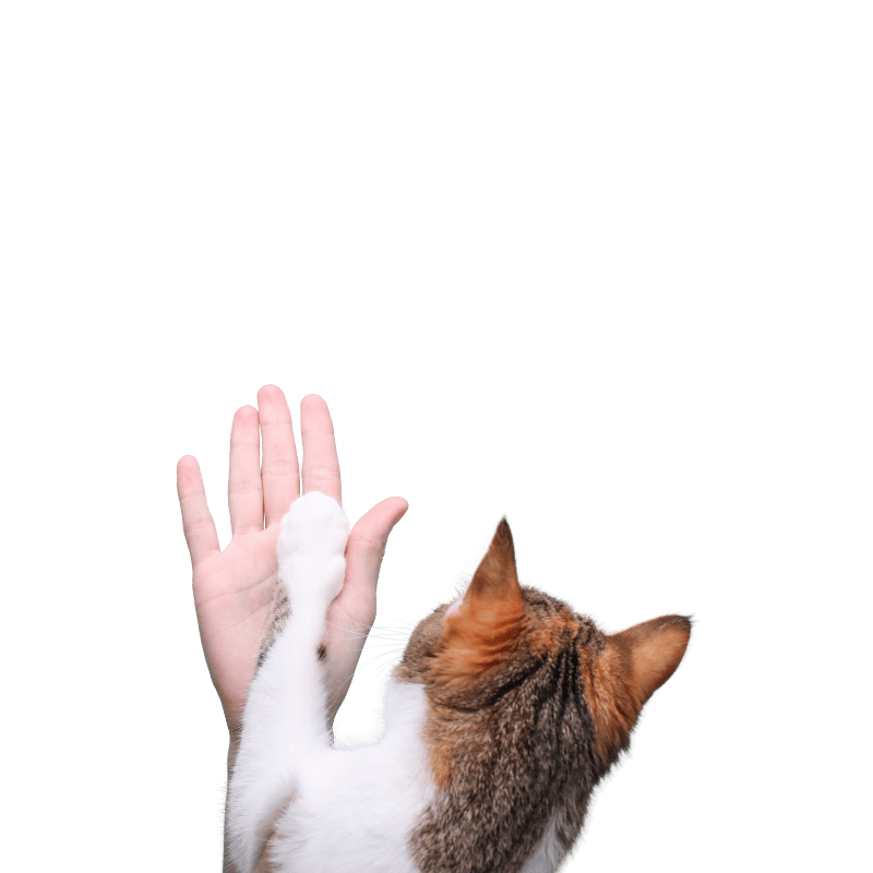 cat high five human hand