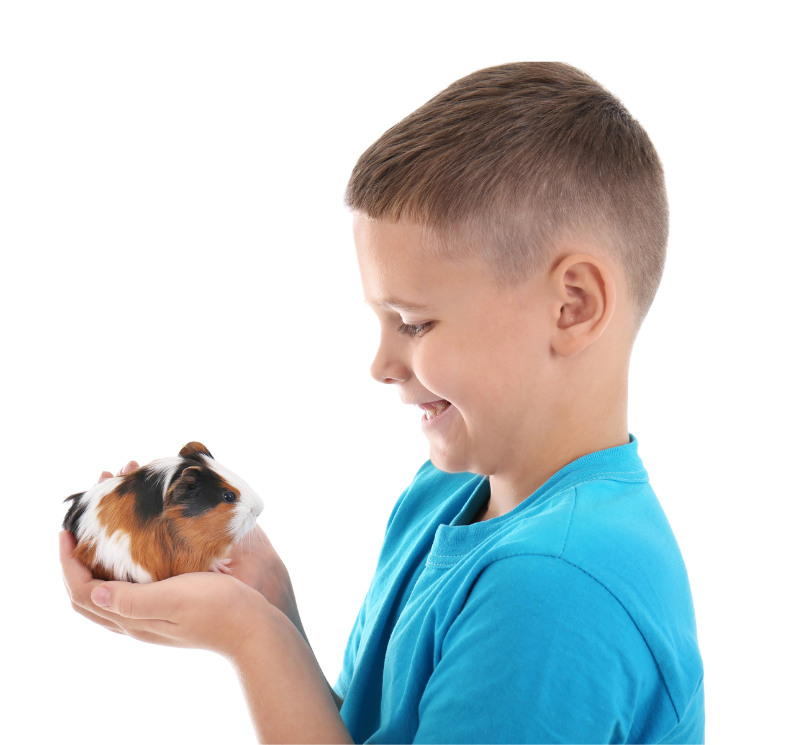 child holding guinea pig