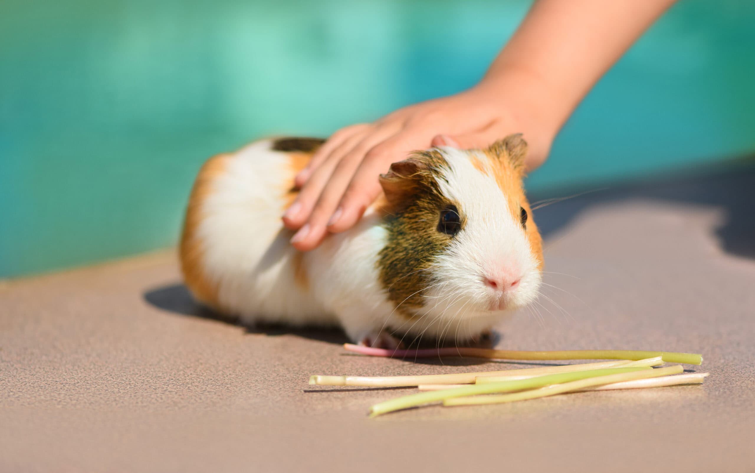 Kids petting adult guinea pig